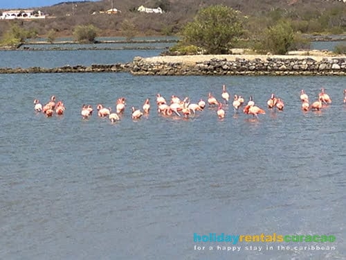 Flamingo's in de nabije omgeving